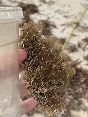 Callyspongia aculeata