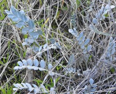 Astragalus incanus
