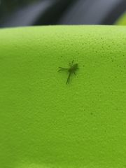 Cetratus rubropunctatus