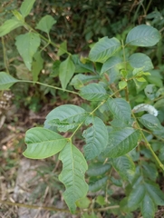 Cipadessa baccifera