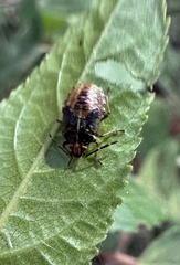 Sinopla perpunctatus