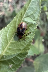 Sinopla perpunctatus