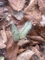 Erythronium umbilicatum