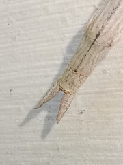 Phasmatinae