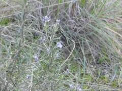 Salvia rosmarinus