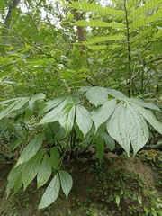 Elatostema platyphyllum