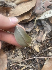 Erythronium umbilicatum
