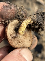 Pholiota brunnescens