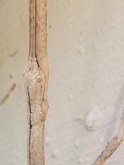Phasmatinae