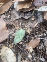 Erythronium umbilicatum