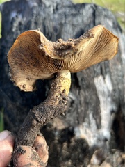 Pholiota brunnescens