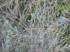 Coronilla minima lotoides