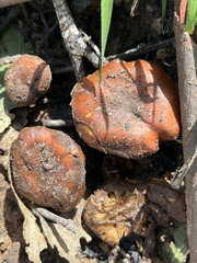 Pholiota brunnescens