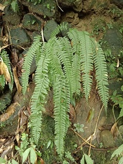 Hymenasplenium cheilosorum
