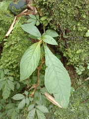 Rhynchotechum discolor