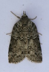 Nycteola