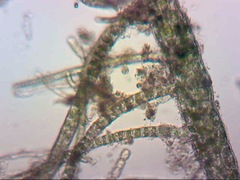 Ulva flexuosa paradoxa