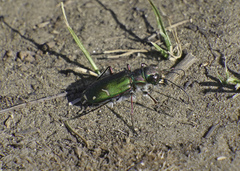 Cicindela purpurea