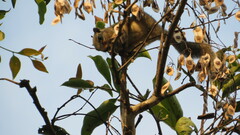 Callosciurus caniceps