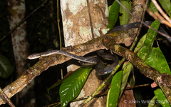 Boiga cynodon