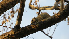 Callosciurus caniceps