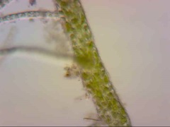 Ulva flexuosa paradoxa