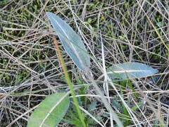Leuzea conifera