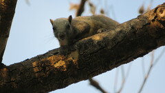 Callosciurus caniceps