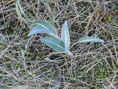Leuzea conifera