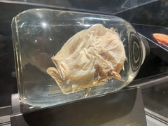 Cryptopsaras couesii