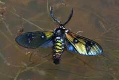 Chrysocale principalis