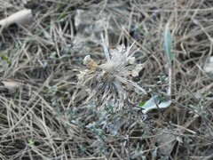 Leuzea conifera
