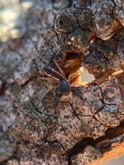 Metacyrba