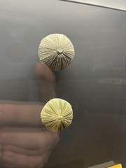 Lytechinus variegatus