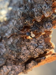 Metacyrba