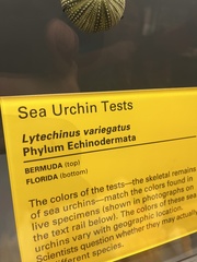 Lytechinus variegatus