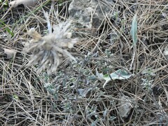 Leuzea conifera