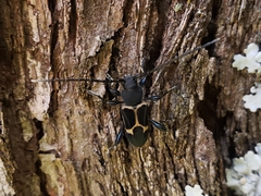 Calydon submetallicum