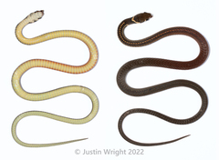 Gongylosoma longicauda