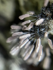 Stemonitopsis typhina