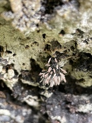 Stemonitopsis typhina