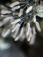 Stemonitopsis typhina