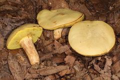 Xerocomus tenax
