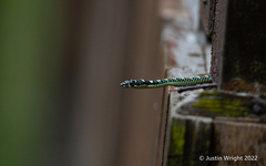 Chrysopelea paradisi