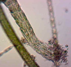 Ulva flexuosa paradoxa