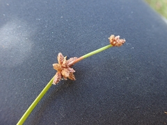 Isolepis distigmatosa