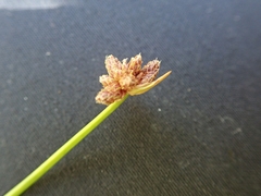 Isolepis distigmatosa