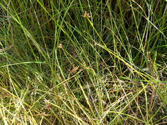 Isolepis distigmatosa