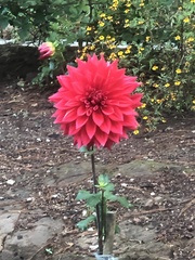 Dahlia pinnata