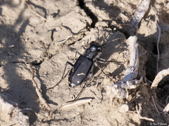 Cicindela purpurea